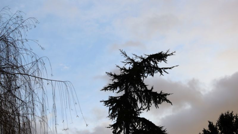 Дърво, съборено от силния вятър, блокира движението между Елхово и Болярово